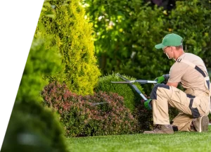 Tree Maintenance: Why These Services Are Important?