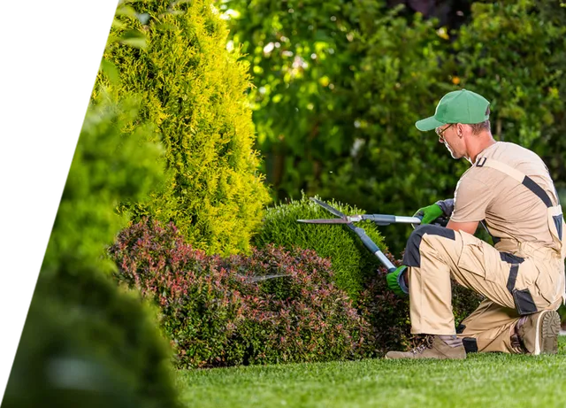 Tree Maintenance: Why These Services Are Important?