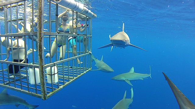 oahu shark cage