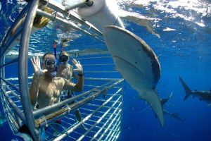 Shark Diving in Hawaii: An Exciting Adventure Among Nature’s Most Beautiful Predators